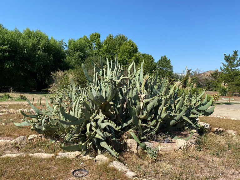 Jardín de exóticas e invasoras # Arborètum – Jardín Botánico de Lleida